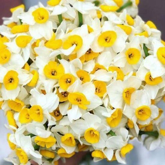 حس بهاره رهنما به گل نرگس حس بهاره رهنما به گل نرگس