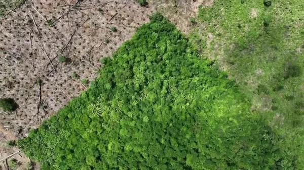 تصویری باور نکردنی از نابودی جنگل در برزیل