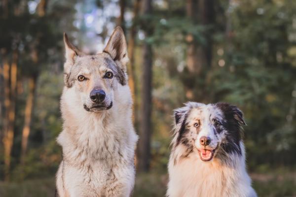 سگ ها از گرگ ها باهوش تر هستند؟، عکس